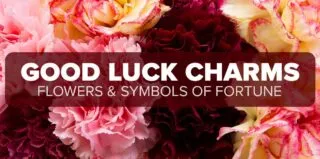 FM4-Bold—Good-Luck-Carns—Blog